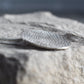 Large Silver Lichen Pendant
